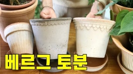 네이버 인플루언서 [네이버 인플루언서] ㅇ의 홈가드닝
