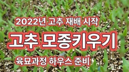 네이버 인플루언서 [네이버 인플루언서] 풀뿌리농장의 고추모종키우기