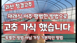 네이버 인플루언서 [네이버 인플루언서] 풀뿌리농장의 고추농사