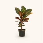 확대보기 | 백화점을 클릭하다. AK 몰