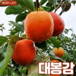 확대보기 | 백화점을 클릭하다. AK 몰