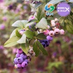 확대보기 | 백화점을 클릭하다. AK 몰