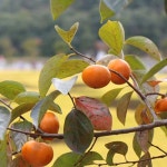 확대보기 | 백화점을 클릭하다. AK 몰