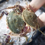 자연맛남 가을 제철 활꽃게 7~10개(미) 2kg[1개] - 에누리 가격비교