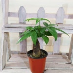 하늘꽃농원 미세먼지 잡아먹는 파키라 - 에누리 가격비교