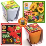 놀이터팬시 관찰쑥쑥 꽃키우기 [12개] - 에누리 가격비교