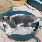 멍해묘해 올랑올랑 냥모나이트 스크래쳐 하우스 대형 네이비[1개] - 에누리 가격비교