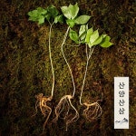 초담식품 장뇌삼 7~8년근 (6뿌리) - 에누리 가격비교