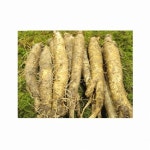 평창백덕산 더덕 특 1kg [1개] - 에누리 가격비교