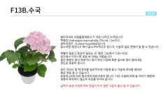 허브플라워Ⅱ | 네오플라워 공기정화식물/허브/꽃화분15cm : 다나와 가격비교 [다나와] 네오플라워 공기정화식물/허브/꽃화분15cm
