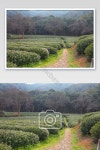 절강 차 농장 나무 Longjingshan 사진지도 사진 PNG JPG 무료 다운로드 - Pikbest