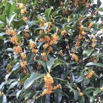 キンモクセイ 金木犀の花[78643095]｜完全無料画像検索のプリ画像 byGMO