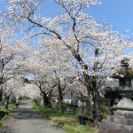 桜 空の画像3000点｜完全無料画像検索のプリ画像💓byGMO