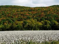 Huntsville, AL : Fall Cotton and Fall Leaves photo, picture, image (Alabama) at city-data.com