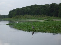 Lake Panasoffkee, FL : Withlacoochee River Lake Panasoffkee, Fl photo, picture, image (Florida) at city-data.com