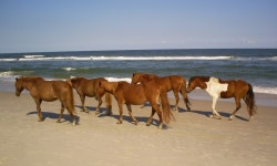 Berlin, MD : Wild Ponies on the beach of Assateague Island. photo, picture, image (Maryland) at city-data.com