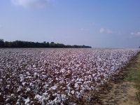 Wallace, SC : cotton field in wallace rt 9 photo, picture, image (South Carolina) at city-data.com