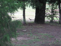 Copper Canyon, TX : Copper Canyon Roadrunners photo, picture, image (Texas) at city-data.com