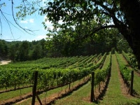 Murphy, NC : wine on the vine @ Vineyard Creek Estates... own a Log Home on a vineyard estate photo, picture, image (North... 