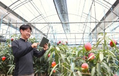 전문 스마트팜을 스마트싱스로 구축한 사례 - 스마트싱스 마이너 갤러리