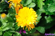 DSLR - 선유도 공원내 ~ 1