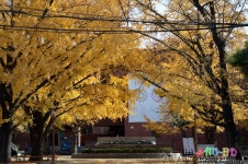 DSLR - [101114] 혜화동 마로니에 공원