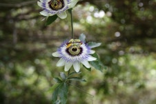 DSLR - 허브농장 다녀왔습니다..