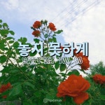 Polls | The Rose; Amino Amino