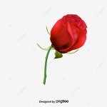 벡터 장미꽃, 장미 벡터, 자유형 꽃, 벡터 PNG 일러스트 및 PSD 이미지 무료 다운로드 - Pngtree