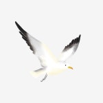 하나 갈매기 일러스트 바 닷새, 하나, 바 닷새, 갈매기 PNG 일러스트 및 PSD 이미지 무료 다운로드 - Pngtree