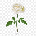 하얀 장미 일러스트, 하얀, 장미, 단일 PNG 일러스트 및 PSD 이미지 무료 다운로드 - Pngtree