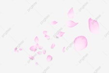 분홍색 꽃잎 일러스트, 꽃잎, 분홍, 꿈 PNG 일러스트 및 PSD 이미지 무료 다운로드 - Pngtree