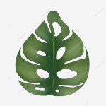 몬스 테라 잎, 몬 테라 하이 야, 던 몬스 테라, 몬스테라 PNG 일러스트 및 PSD 이미지 무료 다운로드 - Pngtree