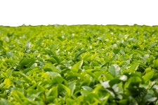 차 농장, 찻잎, 다원, 차 농장 PNG 일러스트 및 이미지 에 대한 무료 다운로드 - Pngtree