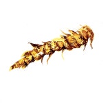 황련, 한약, 전통적인 중국 약, 허브 PNG 일러스트 및 이미지 에 대한 무료 다운로드 - Pngtree