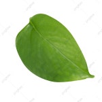 이파리, 찬 이슬, 식물, 활력 PNG 일러스트 및 이미지 에 대한 무료 다운로드 - Pngtree