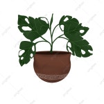 몬스 테라 공장, 몬스테라, 식물, 미적인 PNG 일러스트 및 PSD 이미지 무료 다운로드 - Pngtree