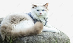 바위 위의 고양이, 돌 위에, 고양이, 동물 PNG 일러스트 및 이미지 에 대한 무료 다운로드 - Pngtree