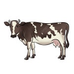 만화 일러스트 소, 만화 일러스트, 암소 만화, 소 농장 PNG 일러스트 및 PSD 이미지 무료 다운로드 - Pngtree