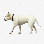 하얀 개, 개, 동물, 애완 동물 PNG 일러스트 및 PSD 이미지 무료 다운로드 - Pngtree