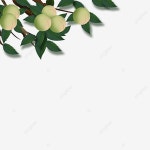 자두, 매화, 가랑이, 작은 가지 PNG 일러스트 및 이미지 에 대한 무료 다운로드 - Pngtree