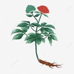 세 일곱, 한약, 전통적인 중국 약, 허브 PNG 일러스트 및 이미지 에 대한 무료 다운로드 - Pngtree