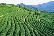 차 농장, 다원, 차 농장, 초록 PNG 일러스트 및 이미지 에 대한 무료 다운로드 - Pngtree