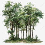 숲, 숲, 나무, 재료 PNG 일러스트 및 이미지 에 대한 무료 다운로드 - Pngtree