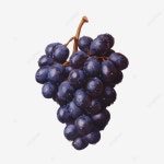 포도, 과일, 포도, 보라 PNG 일러스트 및 이미지 에 대한 무료 다운로드 - Pngtree