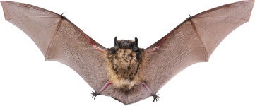 Bat PNG transparent image download, size: 3817x1586px Bat PNG image with transparent background