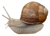 Snail PNG transparent image download, size: 1230x881px Snail PNG image with transparent background