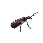 일러스트 - 클립아트코리아 :: 통로이미지(주) __적합한콘텐츠,곤충