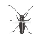 일러스트 - 클립아트코리아 :: 통로이미지(주) 1,__적합한콘텐츠,곤충,벌레