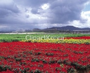 국내작가포토 - 클립아트코리아 :: 통로이미지(주) __적합한콘텐츠,꽃밭... 서울,서울종합운동장,송파구,실외,올림픽경기장,한강,한강시민공원,한국